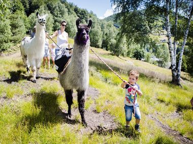 Trekking with llamas on Monte Comino