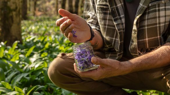 Edible wild plants