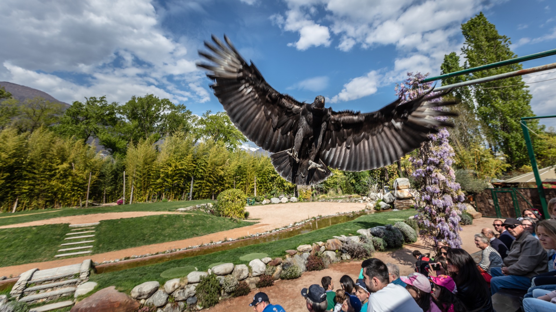 The magical world of falconry