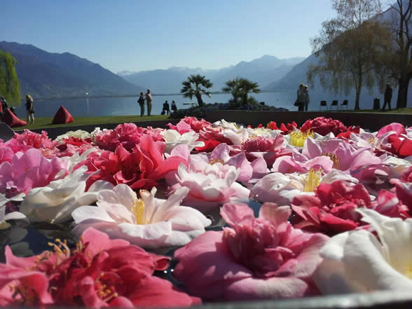 Camelie Locarno Veranstaltung