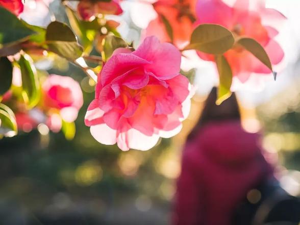 Blumenausstellung Camelie Locarno