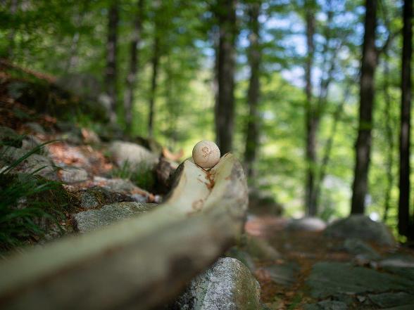 BoBosco – Boccia al bosco