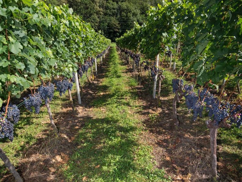 Orientierungslauf Fixe in Terre di Pedemonte AsconaLocarno